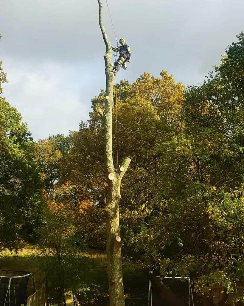 This is a photo of an operative from LM Tree Surgery Southampton felling a tree. He is at the top of the tree with climbing gear attached about to remove the top section of the tree.