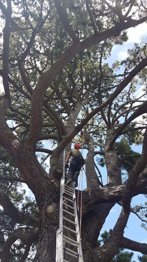 This is a photo of a very large tree with a ladder resting on it and an operative from LM Tree Surgery Southampton climbing up it to carry out tree surgery