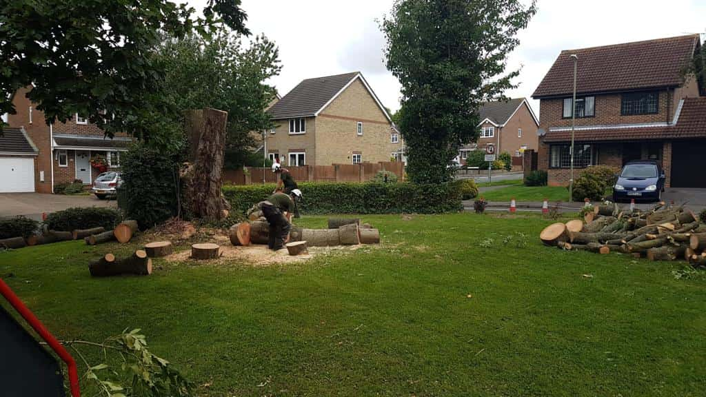 This is a photo of a tree that has been cut into sections on a communal area, and is now being removed from site. Works undertaken by LM Tree Surgery Southampton