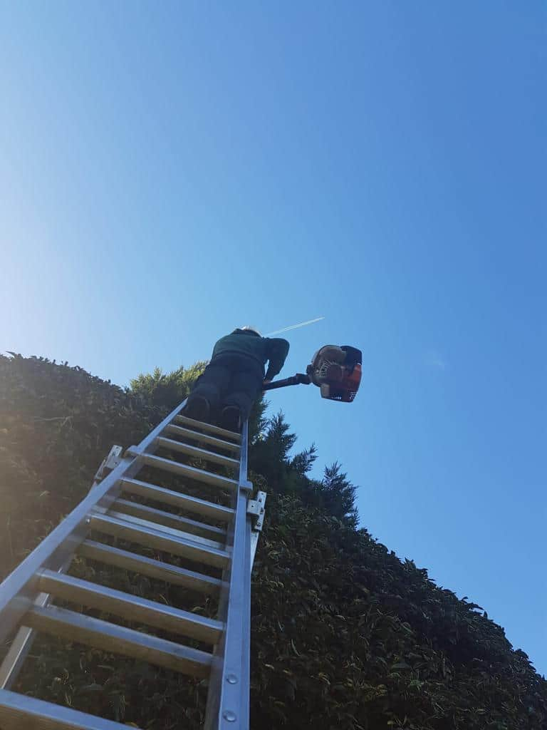 This is a photo of an operative from LM Tree Surgery Southampton up a ladder rested on a hedge with a petrol strimmer.