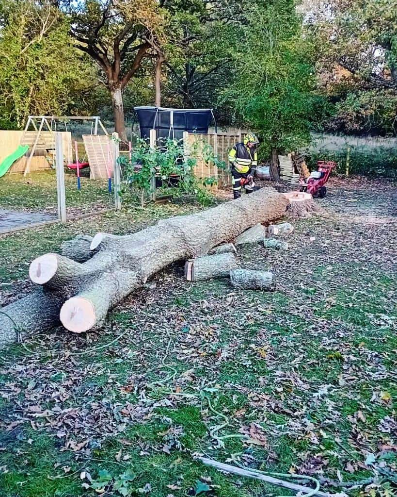 This is a tree laying on the ground of a garden that has just been felled by the operatives from LM Tree Surgery Southampton