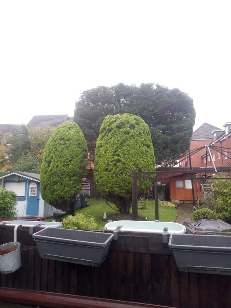 This is a photo of two tree in a garden that have just been trimmed. They have been sculpted by the operatives of LM Tree Surgery Southampton