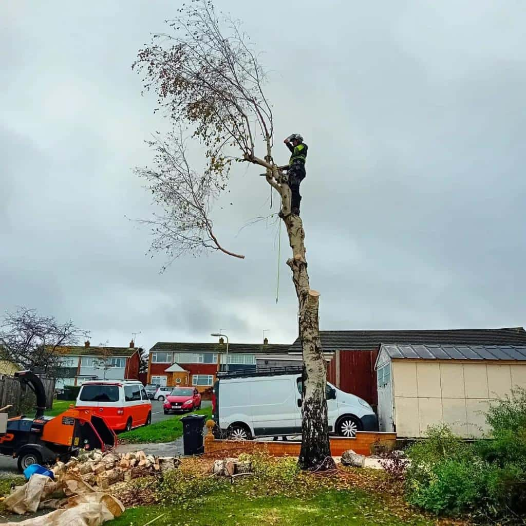 This is a photo of a tree that is being removed by an operative from LM Tree Surgery Southampton, the arborist is at the top of the tree about to cut down a section of it.