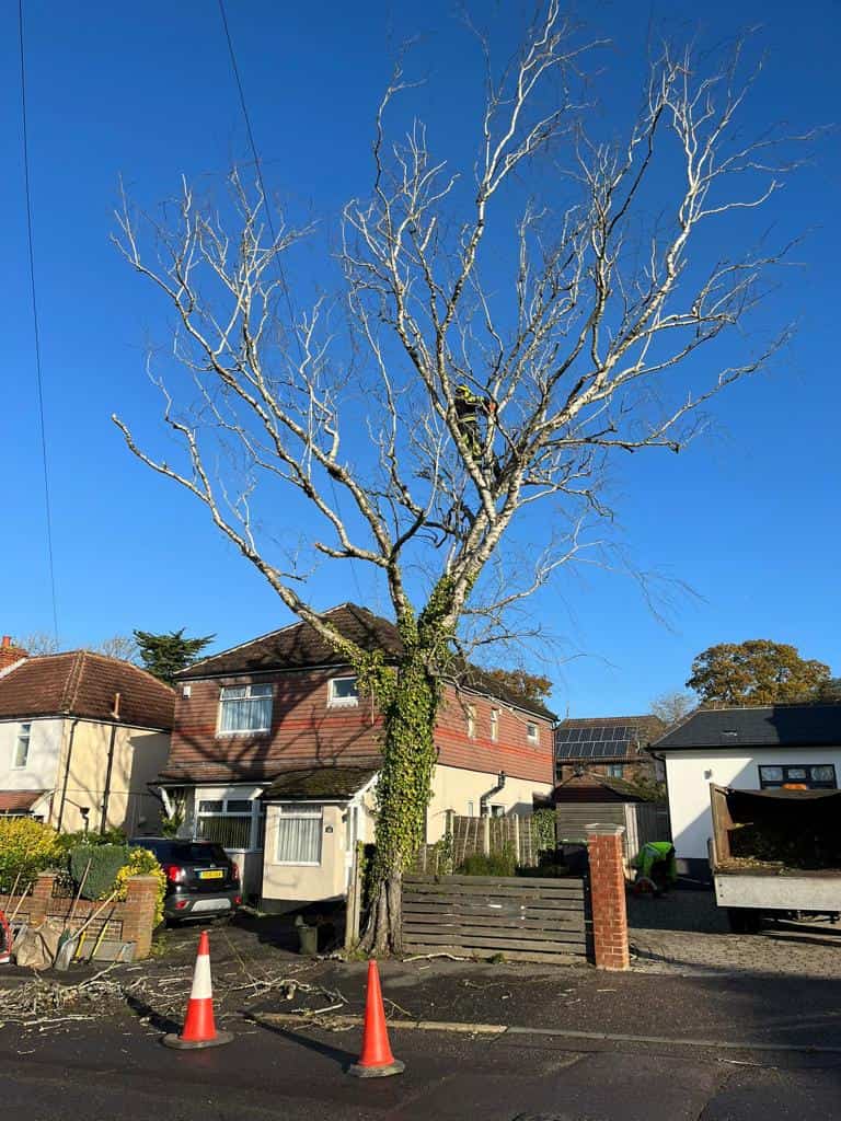 This is a photo of a tree on the pavement that is having limbs removed which are near to power lines. Works undertaken by LM Tree Surgery Southampton