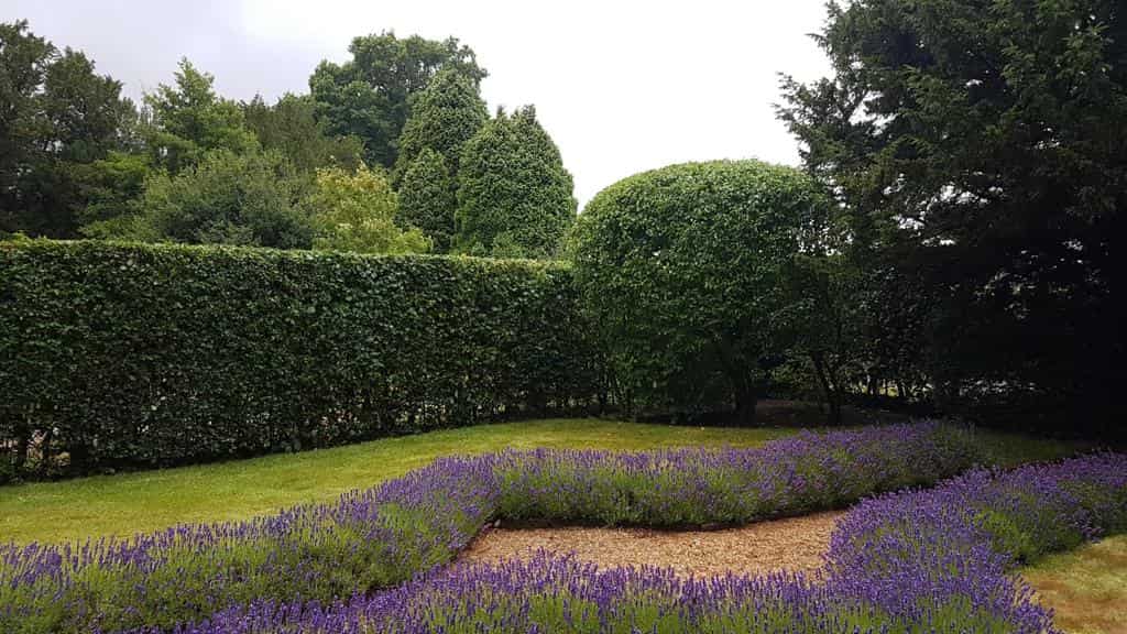 This is a photo of a garden hedge that has just been trimmed by LM Tree Surgery Southampton